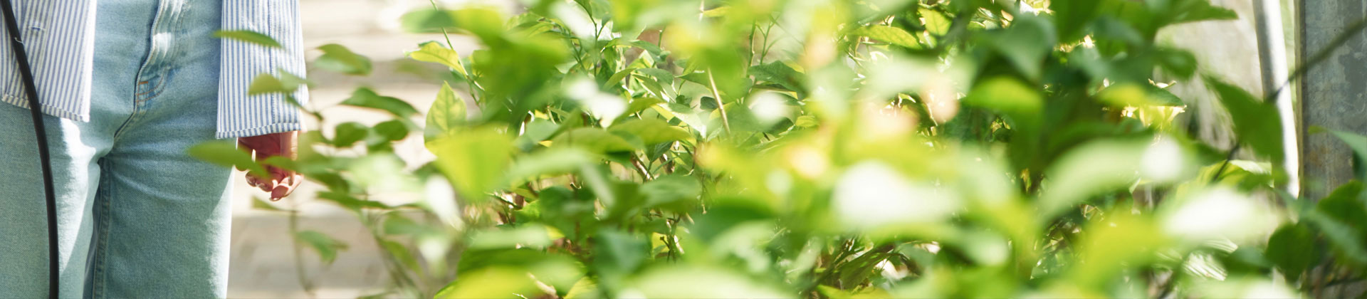 Rostliny a životní prostředí v městských parcích